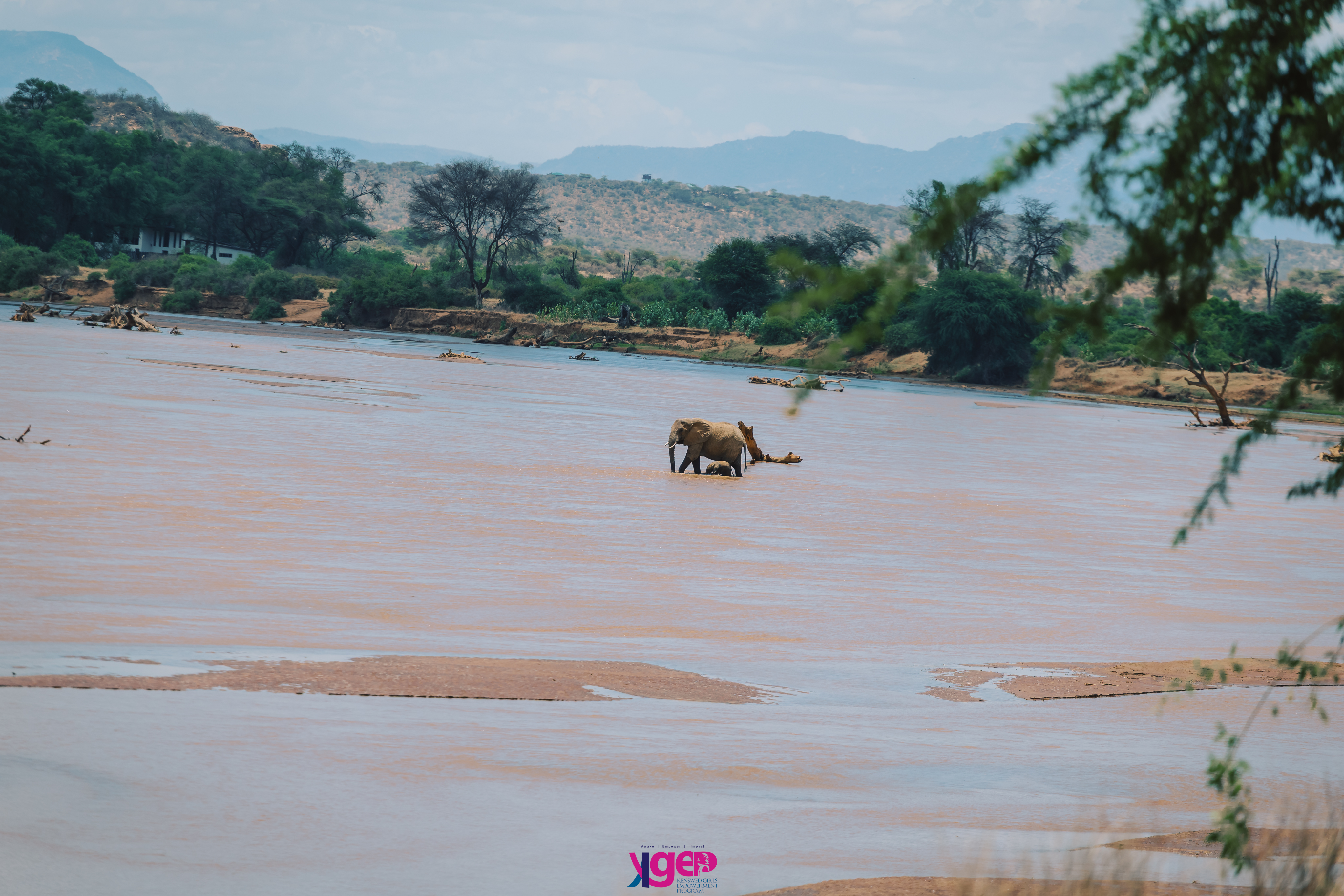 Elephant at the river