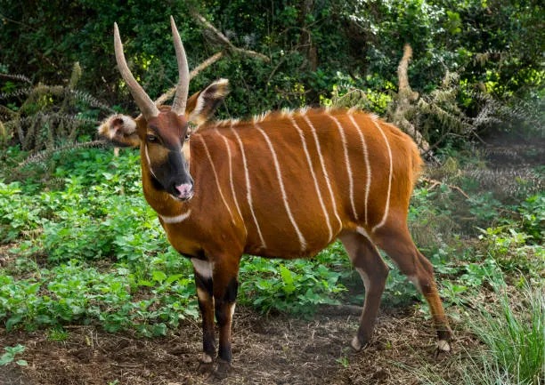Adult Mountain Bongo in Mount Kenya forest