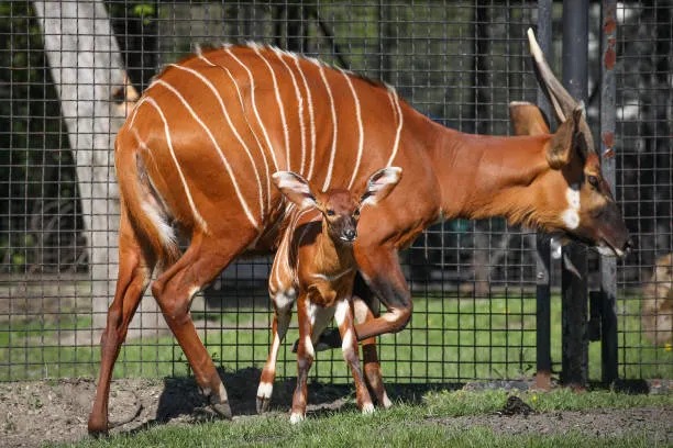 Mountain Bongo calf in breeding program