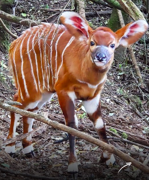 Young Mountain Bongo calf
